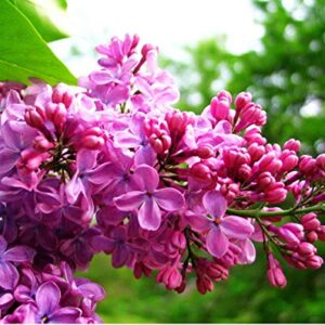 50+ Mixed Lilac Tree Seeds Fragrant Flowers Flower Perennial Bush Bonsai Plants