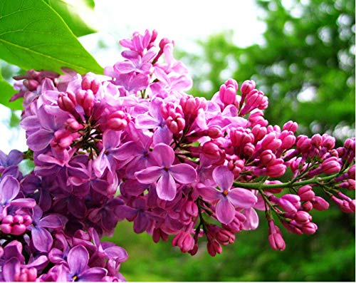 50+ Mixed Lilac Tree Seeds Fragrant Flowers Flower Perennial Bush Bonsai Plants