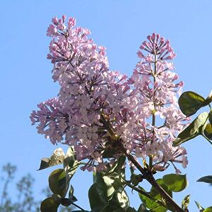 50+ Mixed Lilac Tree Seeds Fragrant Flowers Flower Perennial Bush Bonsai Plants