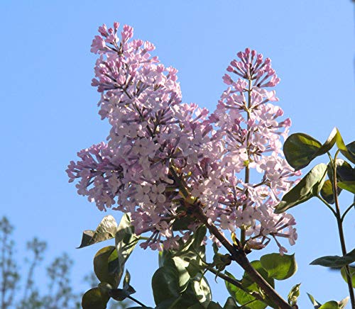 50+ Mixed Lilac Tree Seeds Fragrant Flowers Flower Perennial Bush Bonsai Plants