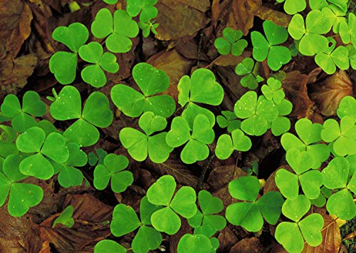 200+ Lucky Clover Flower Seeds Meadow Fields Creeping Plants Rare Wild Grass