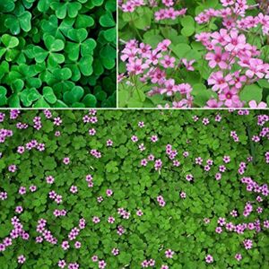 200+ Lucky Clover Flower Seeds Meadow Fields Creeping Plants Rare Wild Grass