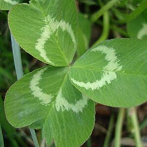 200+ Lucky Clover Flower Seeds Meadow Fields Creeping Plants Rare Wild Grass