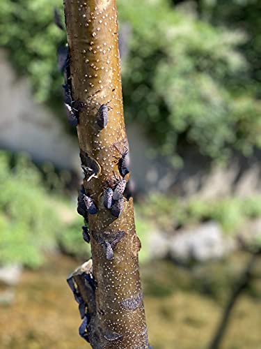 Spotted Lanternfly Tree Trap, Catch Lanternfly Without Catching Other Wildlife, Natural and Non Toxic - Made in USA