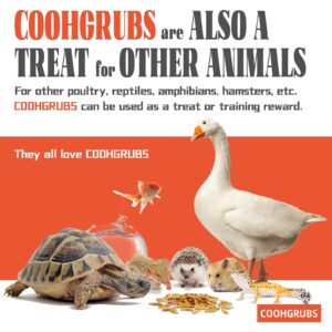 COOHGRUBS Premium Grade Dried Black Soldier Fly Larvae Chicken Treats, Tasty and Healthy Snacks for Hens Ducks, 5 lb. Box