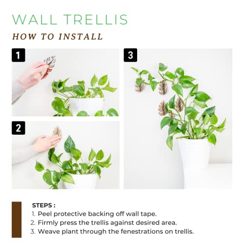 Treleaf Monstrella Wall Clips for Climbing Plants – Wooden trellis- Create green wall with your houseplant vines, home decor perfect for pothos, self-adhesive fixture(Set of 3)