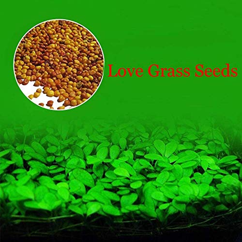 Love Grass Aquarium Grass Plants Seeds 10g About 5000+ Aquatic Leaf Carpet Water Grass, Live Pond Plant Seeds,Fish Aquatic Water Grass Decor,Easy to Plant Grow Maintain