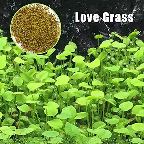 Love Grass Aquarium Grass Plants Seeds 10g About 5000+ Aquatic Leaf Carpet Water Grass, Live Pond Plant Seeds,Fish Aquatic Water Grass Decor,Easy to Plant Grow Maintain