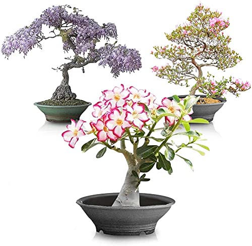 Flowering Bonsai Tree Seed Bundle #2 - All Flowering Tree Seeds, Vibrant Colors - Desert Rose, Japanese Cherry Blossom, Chinese Wisteria