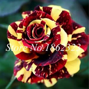 Dichondra Fresh 200 Pcs Rainbow Rose Flower Seeds for Planting Black