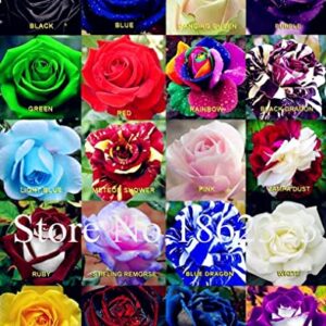 Dichondra Fresh 200 Pcs Rainbow Rose Flower Seeds for Planting Black