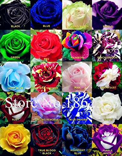 Dichondra Fresh 200 Pcs Rainbow Rose Flower Seeds for Planting Black