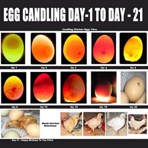 ZZBUY Egg Candler, Egg Incubator Light【2024 Upgraded Charger】,Egg Candler candling Checker Light for Chicken Quail Dark Canary Pigeon All Eggs Battery Powered(Include Egg Candling Guide)