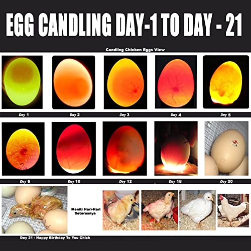 ZZBUY Egg Candler, Egg Incubator Light【2024 Upgraded Charger】,Egg Candler candling Checker Light for Chicken Quail Dark Canary Pigeon All Eggs Battery Powered(Include Egg Candling Guide)