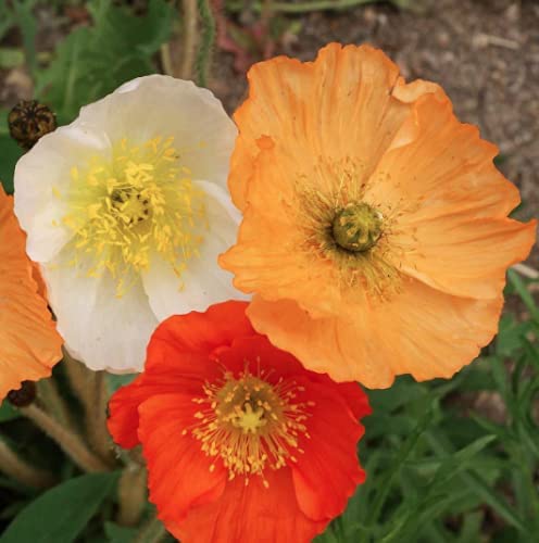 Iceland Poppy Seeds Flower Mix, 3000 Heirloom Flower Seeds Per Packet, Non GMO Seeds, Botanical Name: Papaver nudicaule, Isla's Garden Seeds