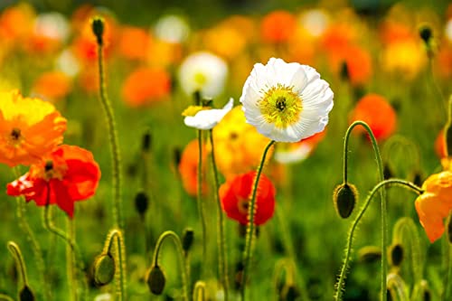 Iceland Poppy Seeds Flower Mix, 3000 Heirloom Flower Seeds Per Packet, Non GMO Seeds, Botanical Name: Papaver nudicaule, Isla's Garden Seeds