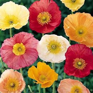 Iceland Poppy Seeds Flower Mix, 3000 Heirloom Flower Seeds Per Packet, Non GMO Seeds, Botanical Name: Papaver nudicaule, Isla's Garden Seeds