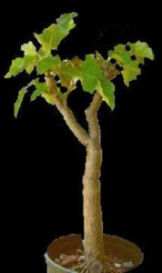 fresh seeds - jatropha curcas rare succulent plant biodiesel oil bonsai cacti seed 100 seeds