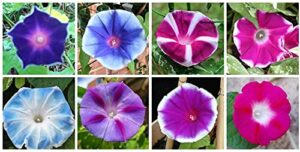 mixed color tall morning glory climbing vine | 150 seeds to plant | beautiful flowering vine. made in usa, ships from iowa