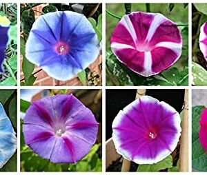 Mixed Color Tall Morning Glory Climbing Vine | 150 Seeds to Plant | Beautiful Flowering Vine. Made in USA, Ships from Iowa