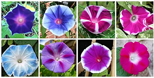 Mixed Color Tall Morning Glory Climbing Vine | 150 Seeds to Plant | Beautiful Flowering Vine. Made in USA, Ships from Iowa