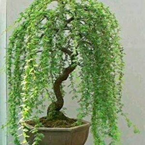 Green Weeping Willow Tree Cutting - Thick Trunk Start, A Must Have Dwarf Bonsai Material. Ships from Iowa, USA