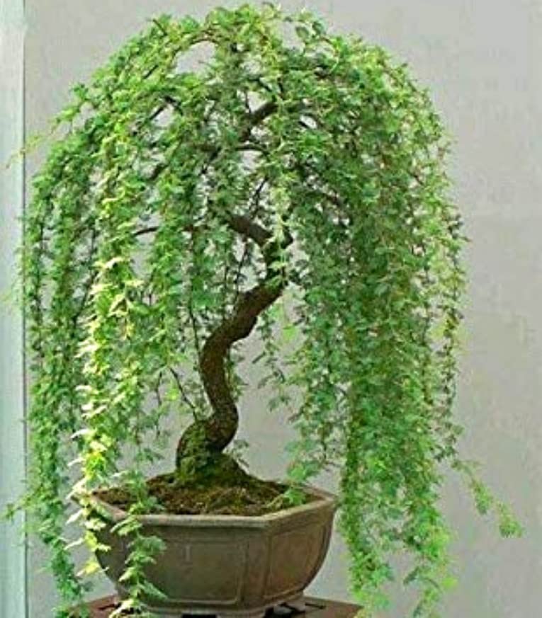 Green Weeping Willow Tree Cutting - Thick Trunk Start, A Must Have Dwarf Bonsai Material. Ships from Iowa, USA