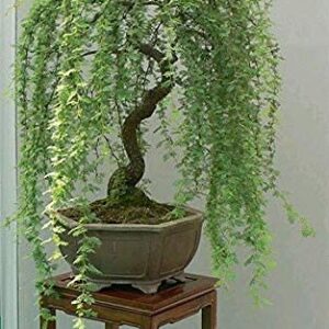 Green Weeping Willow Tree Cutting - Thick Trunk Start, A Must Have Dwarf Bonsai Material. Ships from Iowa, USA