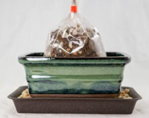 calibonsai 6inch rectangular green bonsai succulent pot soil tray rock mesh kit