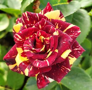 ma cherie roses - abracadabra rose - 1 gallon rose - live plant ready to plant