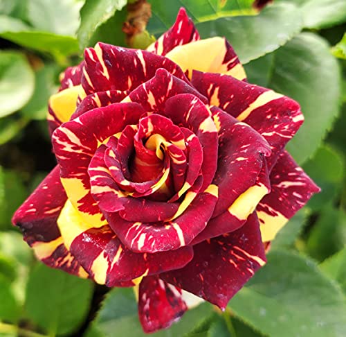 Ma Cherie Roses - Abracadabra Rose - 1 Gallon Rose - Live Plant Ready to Plant