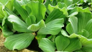 oldworldtropicals, water lettuce inpistia stratioesin (bundle of 5) aquatic water tropical plant