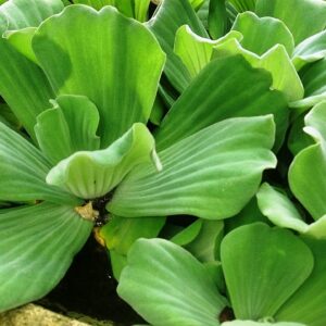 Oldworldtropicals, Water Lettuce InPistia StratioesIn (Bundle of 5) Aquatic Water Tropical Plant