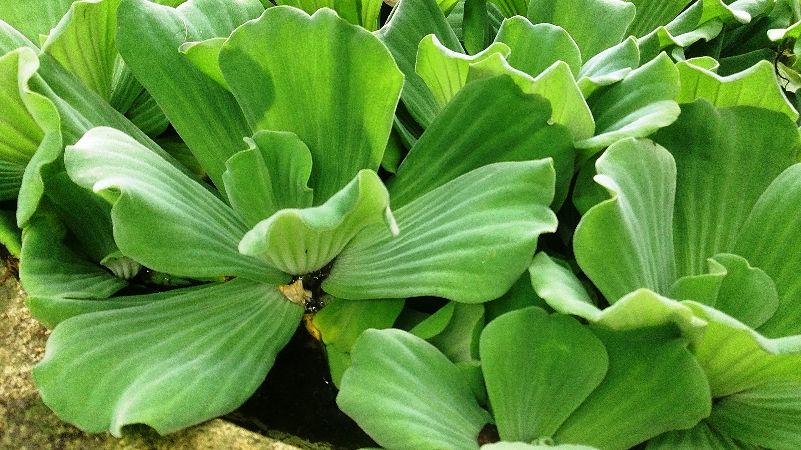 Oldworldtropicals, Water Lettuce InPistia StratioesIn (Bundle of 5) Aquatic Water Tropical Plant