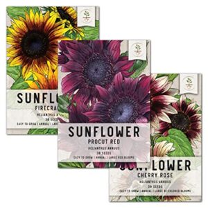 seed needs, tricolor sunflower seed collection (helianthus annuus) includes procut red, cherry rose & firecracker sunflowers