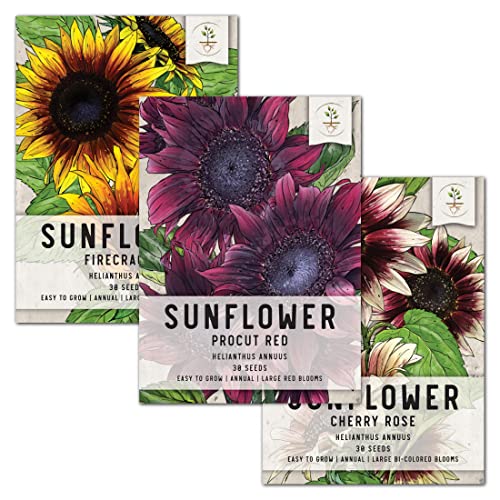 Seed Needs, Tricolor Sunflower Seed Collection (Helianthus annuus) Includes Procut Red, Cherry Rose & Firecracker Sunflowers