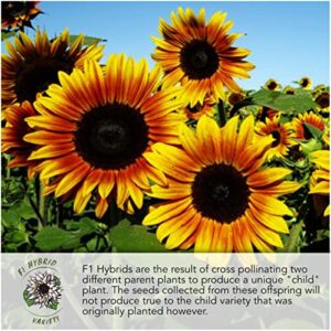 Seed Needs, Tricolor Sunflower Seed Collection (Helianthus annuus) Includes Procut Red, Cherry Rose & Firecracker Sunflowers