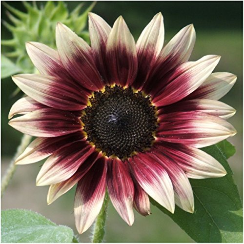 Seed Needs, Tricolor Sunflower Seed Collection (Helianthus annuus) Includes Procut Red, Cherry Rose & Firecracker Sunflowers