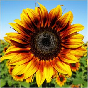 Seed Needs, Tricolor Sunflower Seed Collection (Helianthus annuus) Includes Procut Red, Cherry Rose & Firecracker Sunflowers