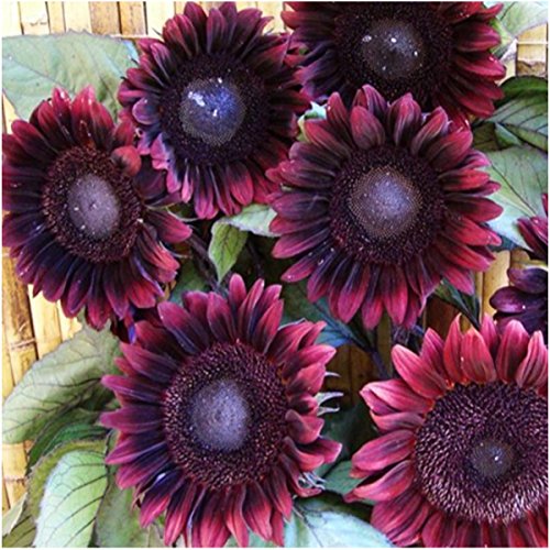 Seed Needs, Tricolor Sunflower Seed Collection (Helianthus annuus) Includes Procut Red, Cherry Rose & Firecracker Sunflowers