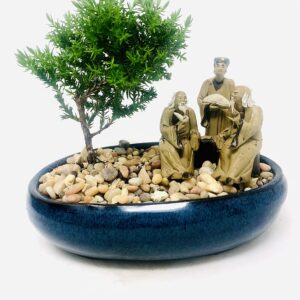 Juniper Bonsai Tree with Three Master's Reunion Ceramic Pot