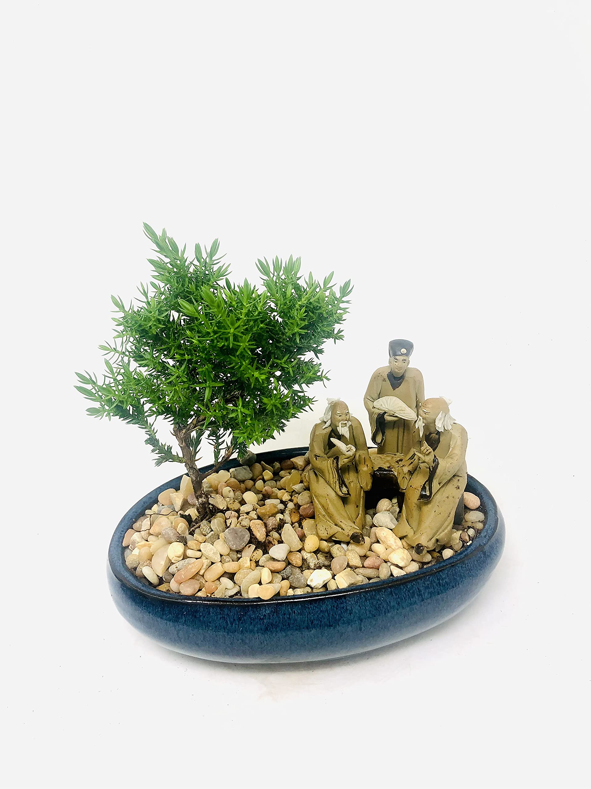 Juniper Bonsai Tree with Three Master's Reunion Ceramic Pot