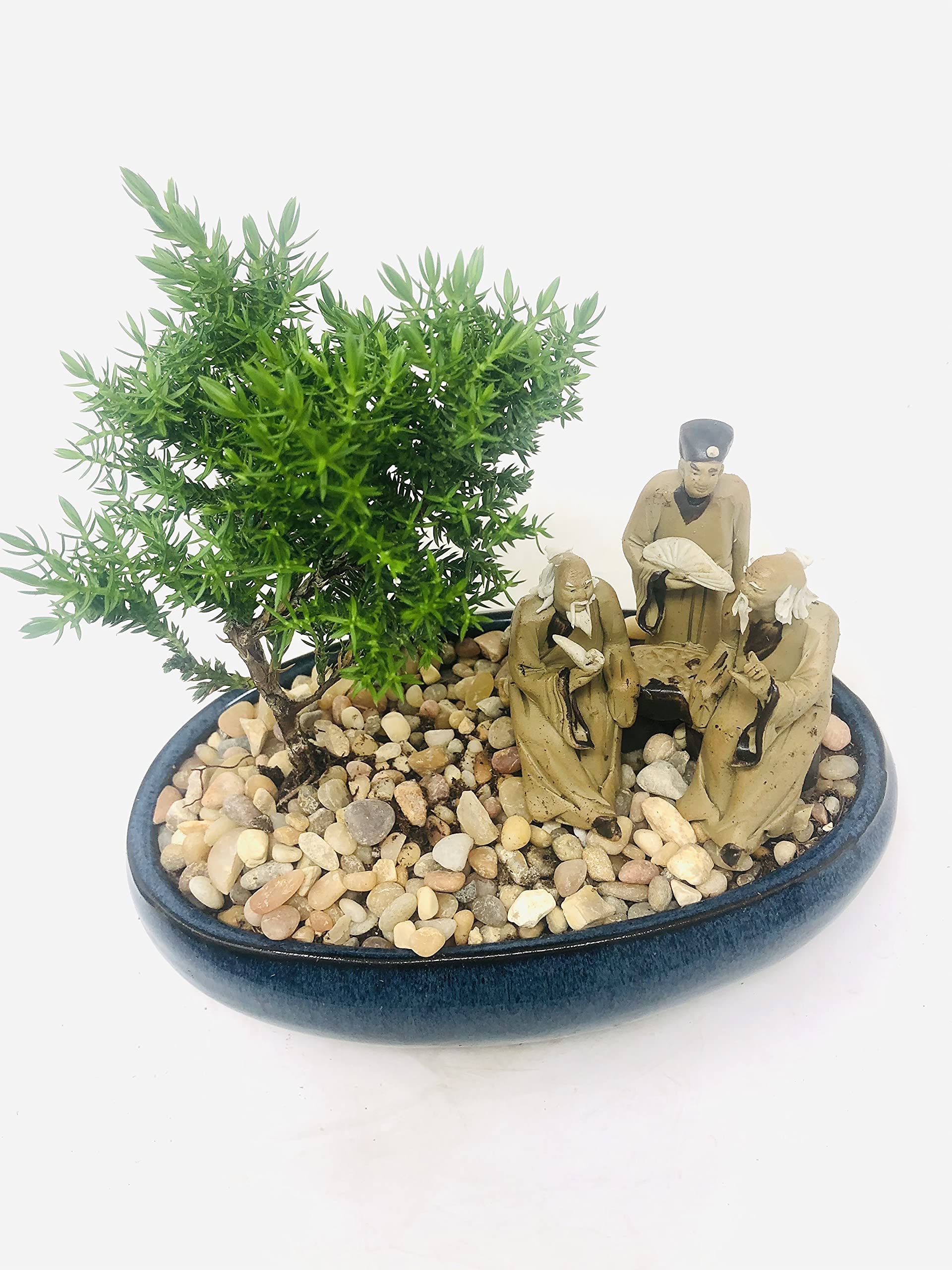 Juniper Bonsai Tree with Three Master's Reunion Ceramic Pot