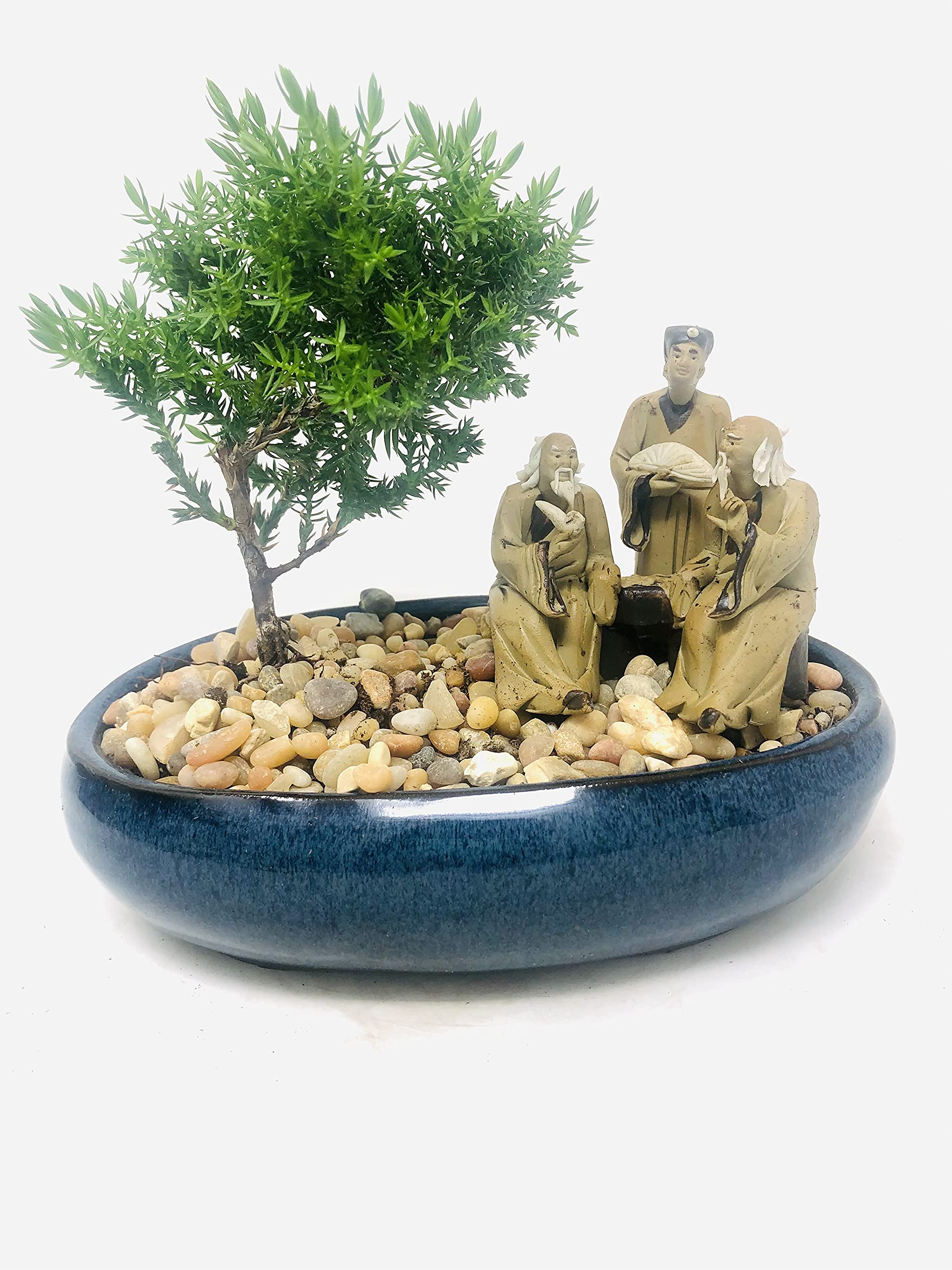 Juniper Bonsai Tree with Three Master's Reunion Ceramic Pot