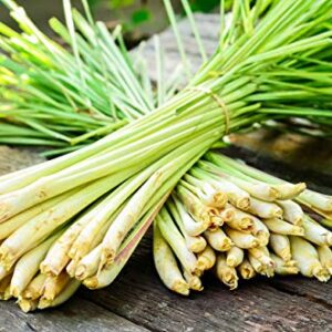 Gaea's Blessing Seeds - Lemongrass Seeds - Non-GMO Seeds with Easy to Follow Planting Instructions - Untreated and Open Pollinated Lemon Grass - 83% Germination Rate