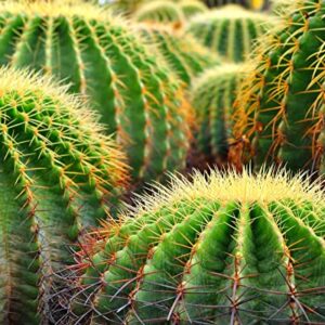 Golden Barrel Cactus Seeds - 25 Seeds -Echinocactus grusonii - Ships from Iowa, USA - Grow Exotic Succulent Cacti Bonsai