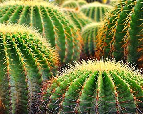 Golden Barrel Cactus Seeds - 25 Seeds -Echinocactus grusonii - Ships from Iowa, USA - Grow Exotic Succulent Cacti Bonsai