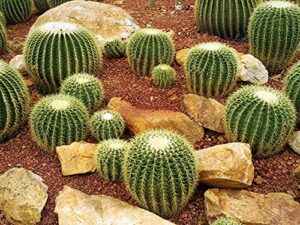 golden barrel cactus seeds - 25 seeds -echinocactus grusonii - ships from iowa, usa - grow exotic succulent cacti bonsai