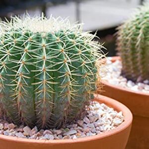 Golden Barrel Cactus Seeds - 25 Seeds -Echinocactus grusonii - Ships from Iowa, USA - Grow Exotic Succulent Cacti Bonsai