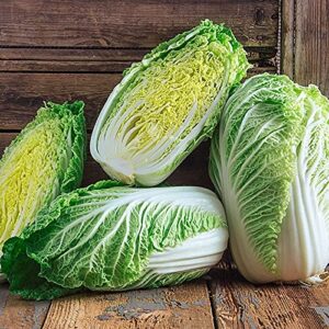 100+ count napa michihili heading cabbage seed, heirloom, non gmo seed tasty healthy veggie